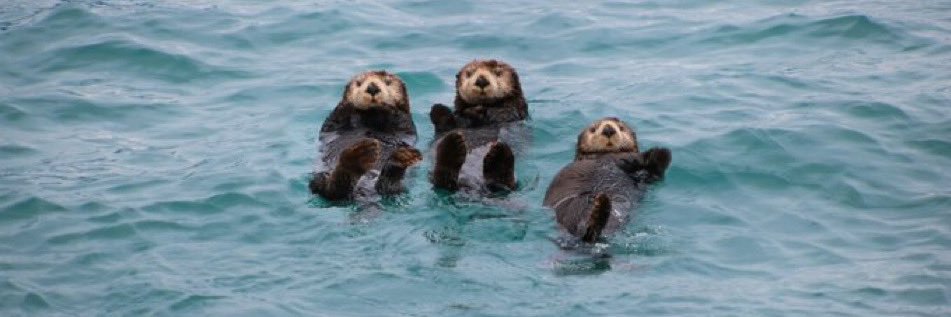 moobsdoobs🦦🫧 banner