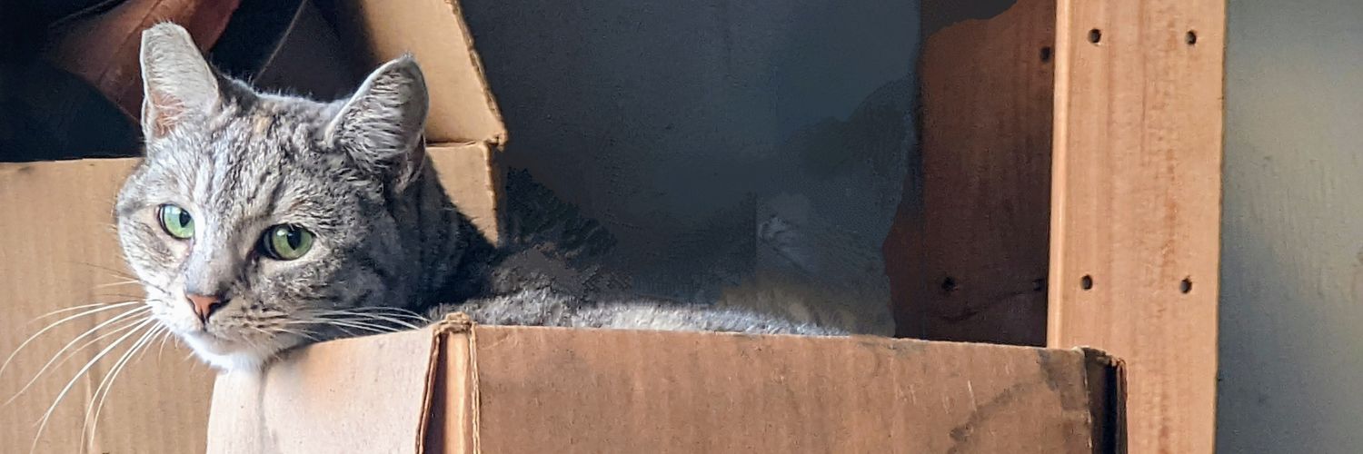 levincoolxyz's profile banner image