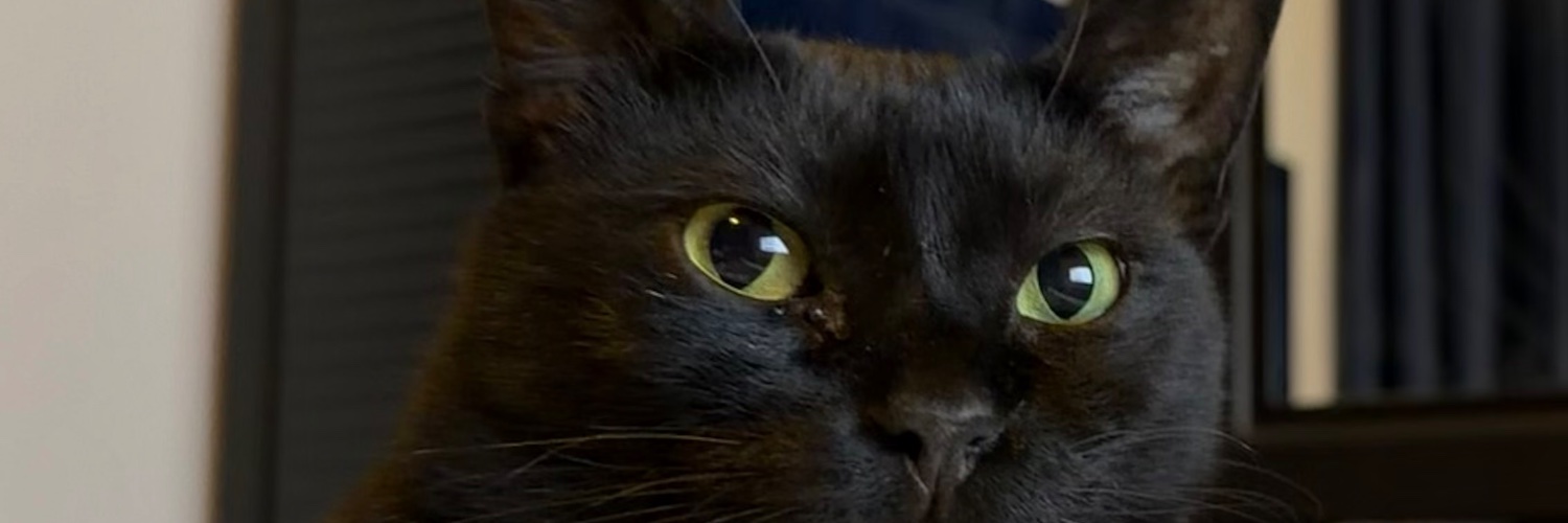 BellaBlack2k's profile banner image