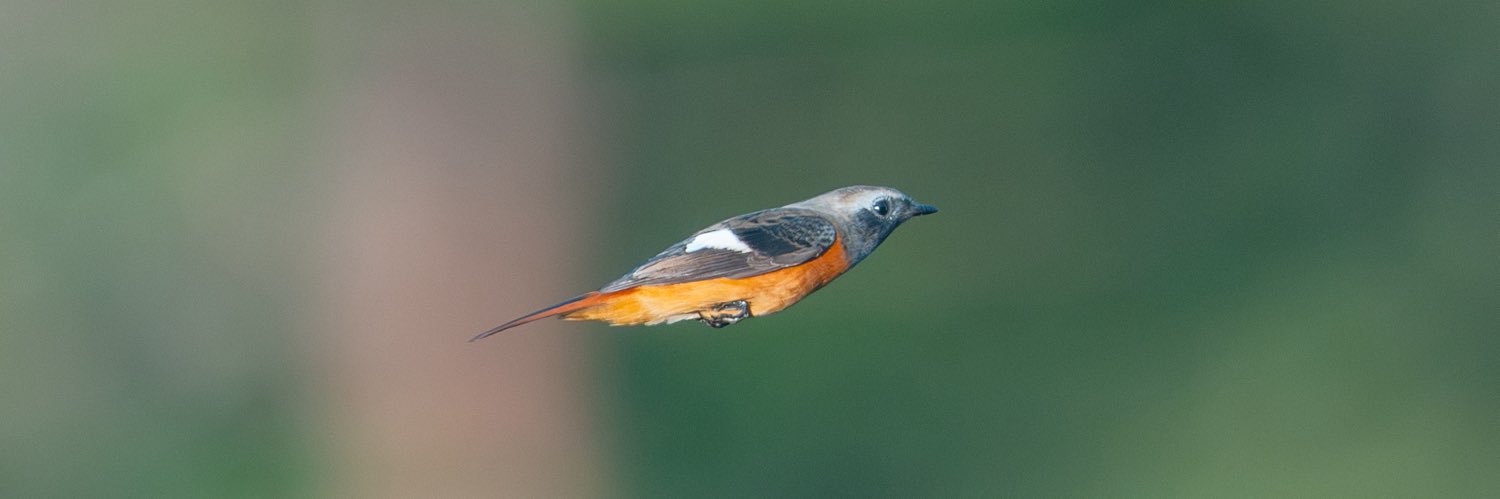🕊️アイザック🐤ジョウビタキ愛極めて強め banner