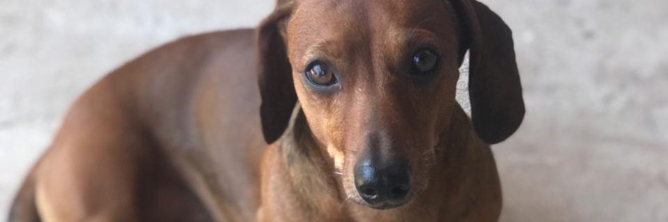 _percara's profile banner image