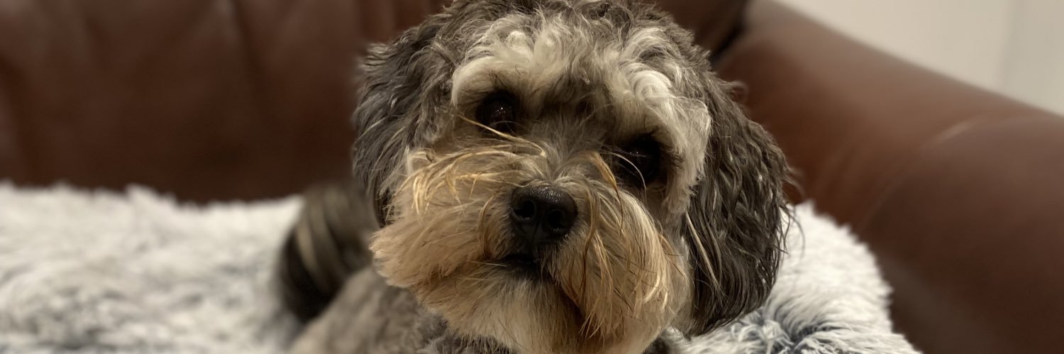 Picklemonster's profile banner image