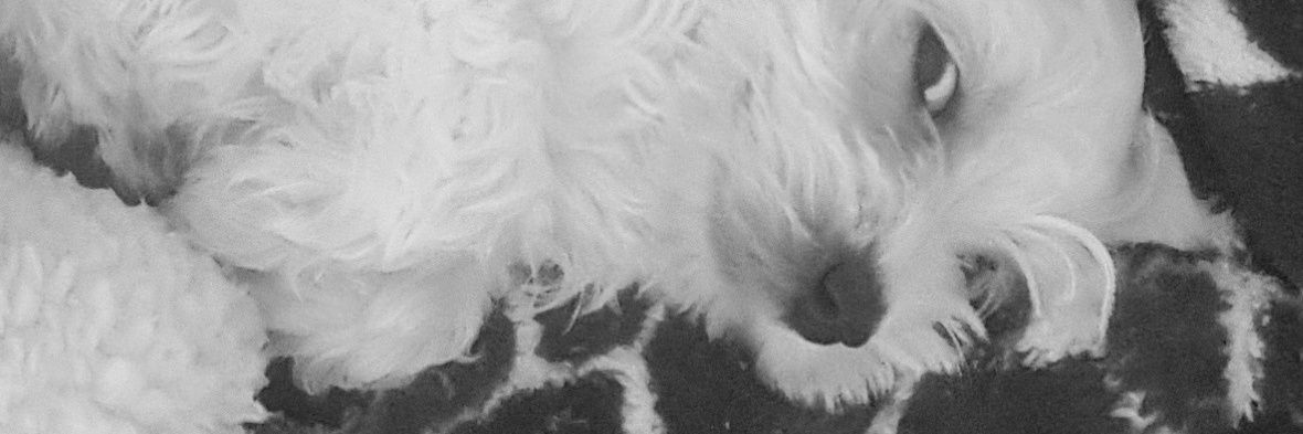 Veronica_C1981's profile banner image