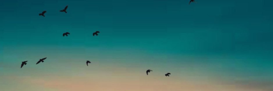 EnioBacci's profile banner image
