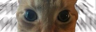 arrepii ※ 26 ☔ banner