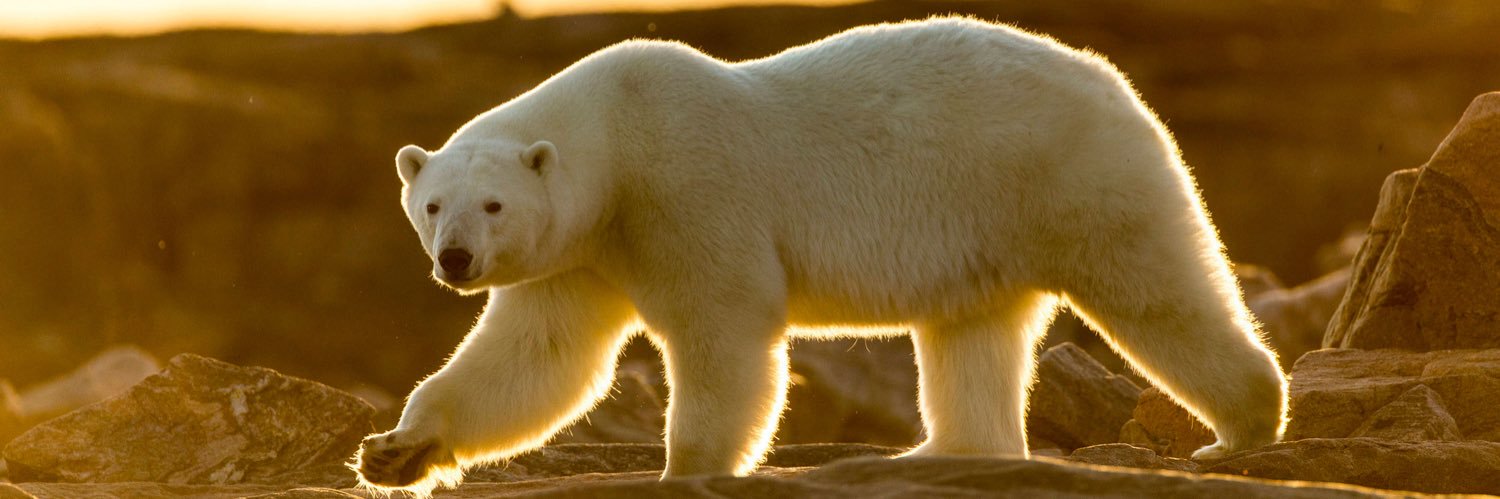 Crypto中撕聪(Merlin🔮🧙) banner