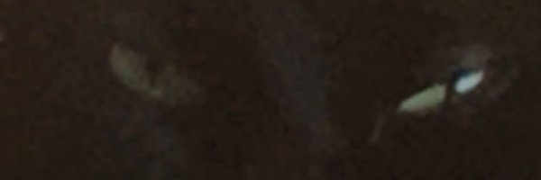 BellesRaven Profile Banner