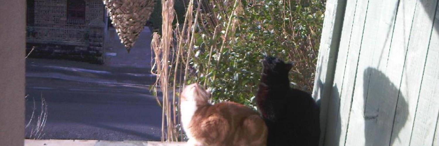 BuckleyMylo's profile banner image