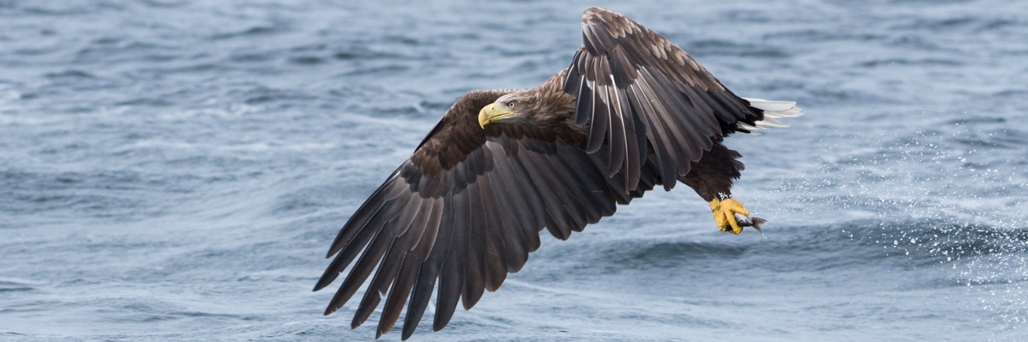Bird-Watchers.com banner