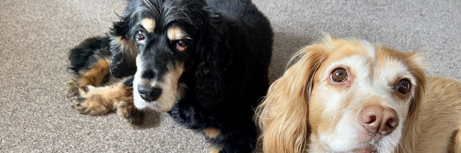 Betty Wonderpaws banner