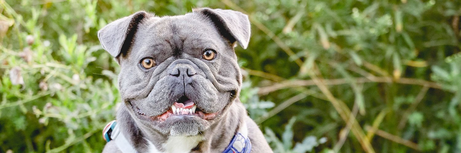 Heather Bellingham banner