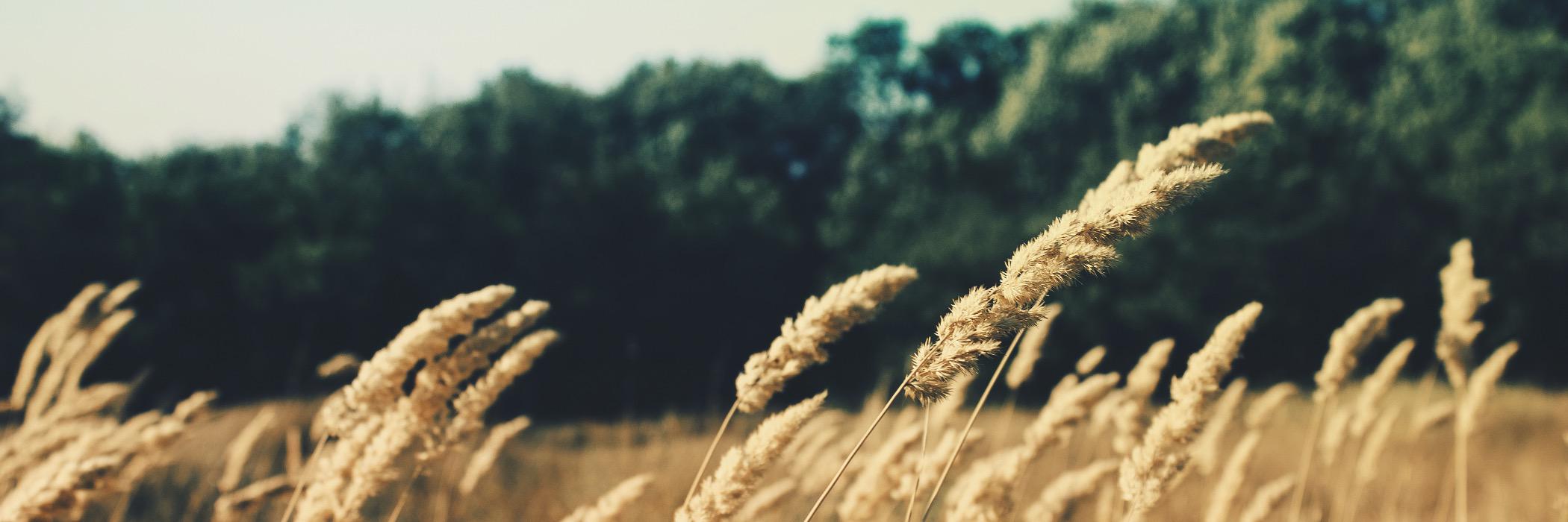 RedRockBakery's profile banner image