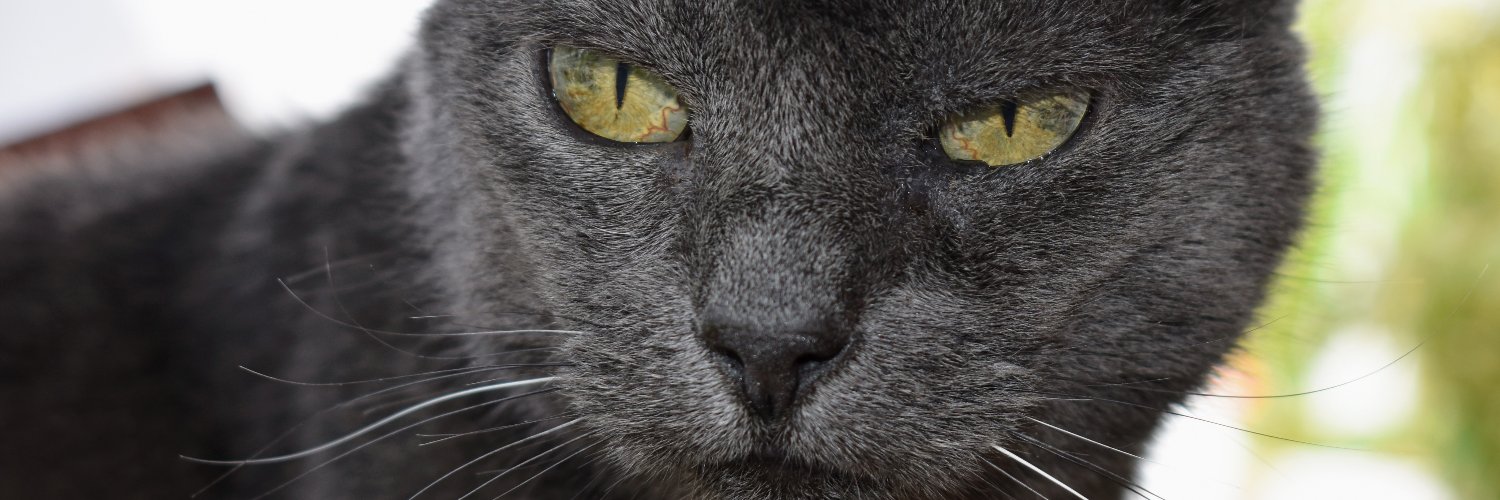 stormygriff's profile banner image