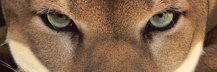Victoria banner