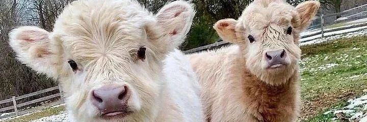 Cowlover12344's profile banner image