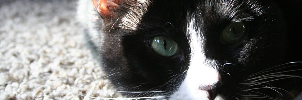 akittykitty75's profile banner image