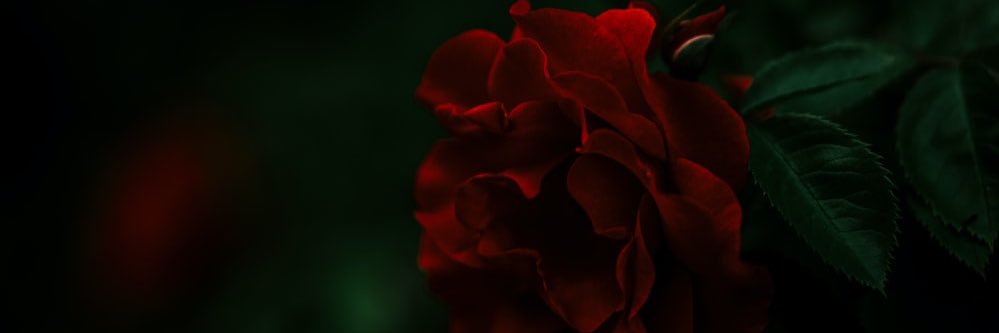 TeeSnow_'s profile banner image