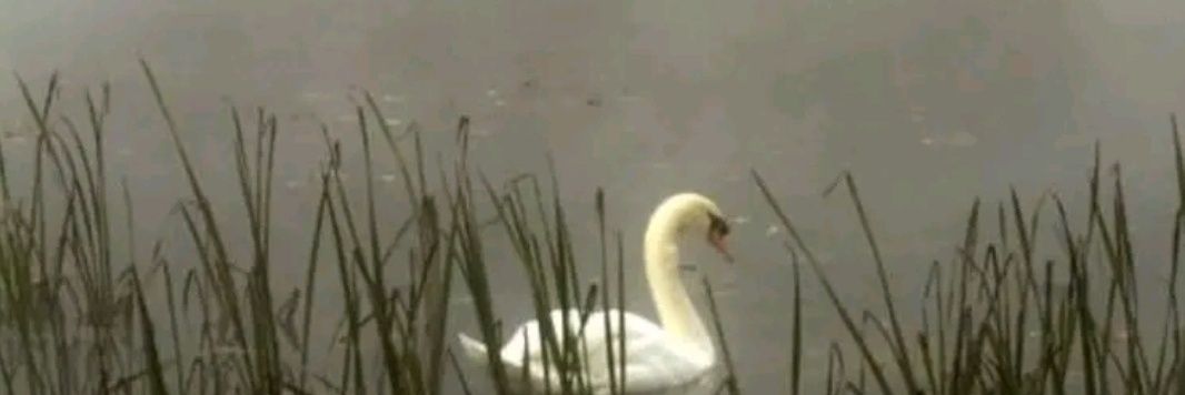 🐝 Mar Terra 🐝 banner