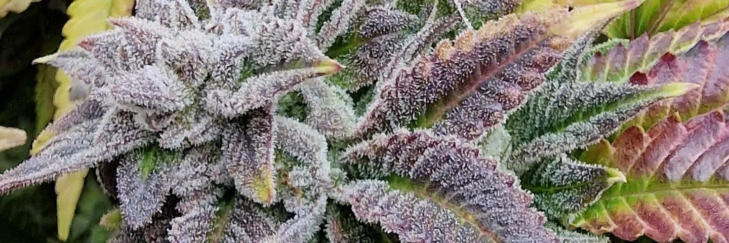 Deux420's profile banner image