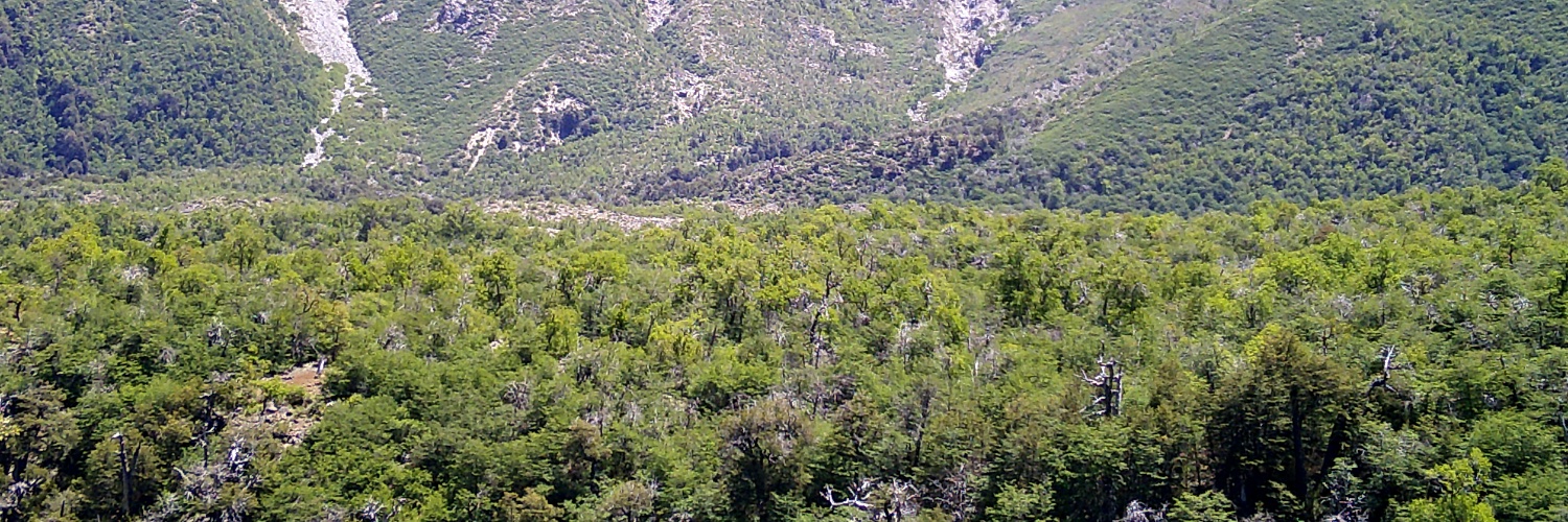 Andrés Plaza 🌳 banner