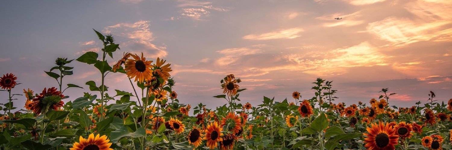 isabelle_bos's profile banner image