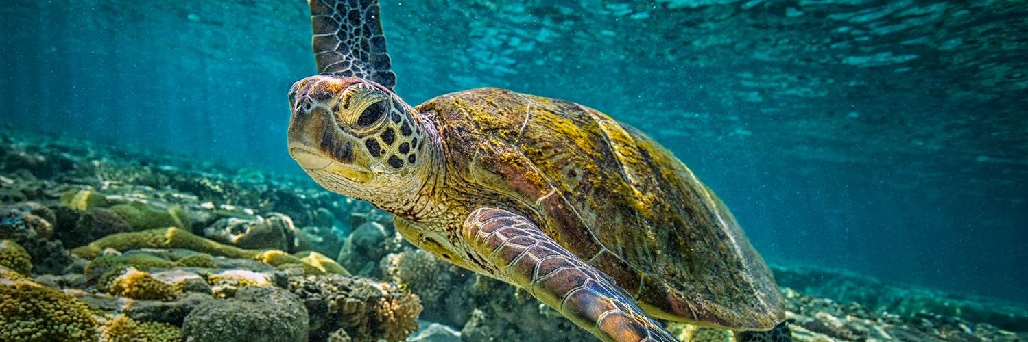 realSeaInvestor's profile banner image