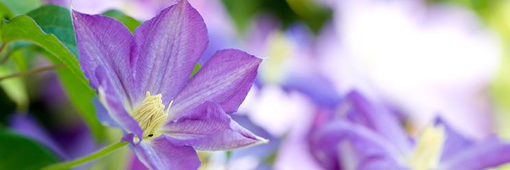 stolkerplants's profile banner image