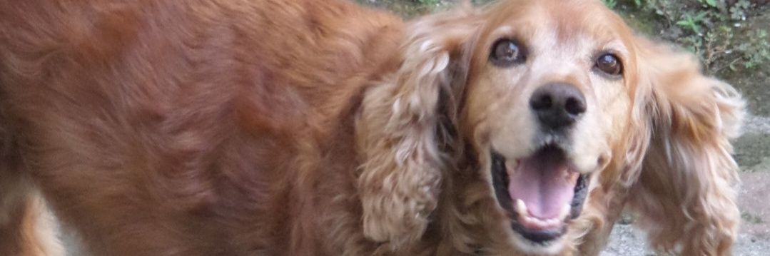 E. Vázquez-Bécker S. 🇸🇻 banner