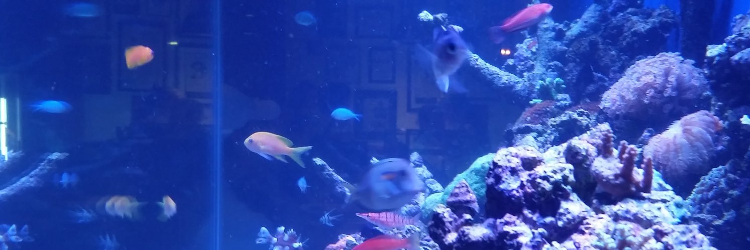 Shane M. O'Neill banner