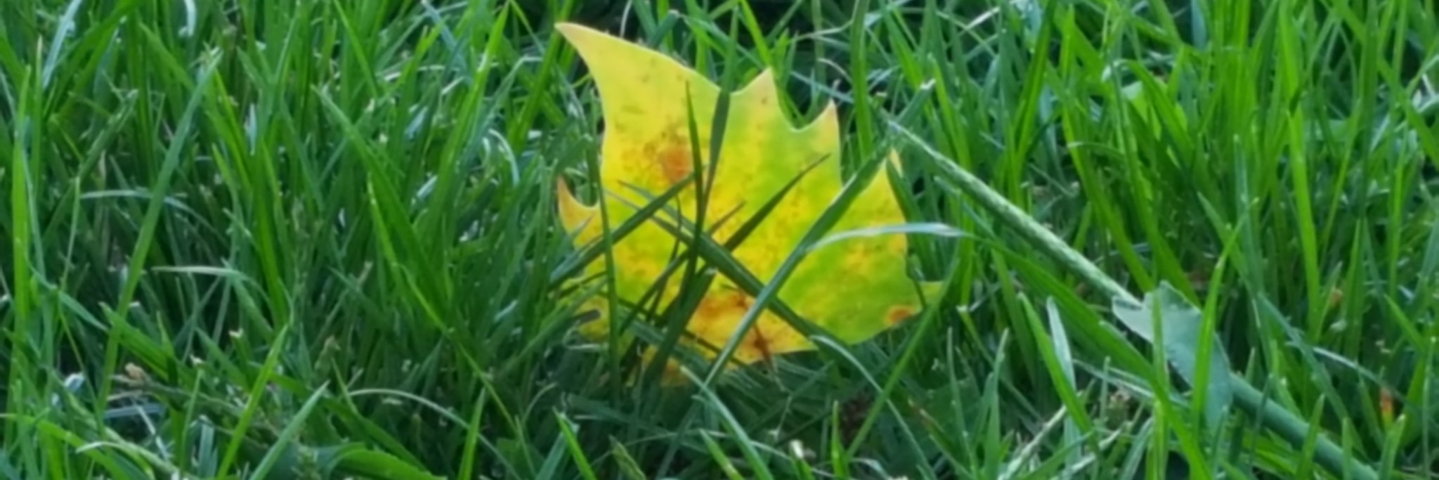 lopesanc's profile banner image