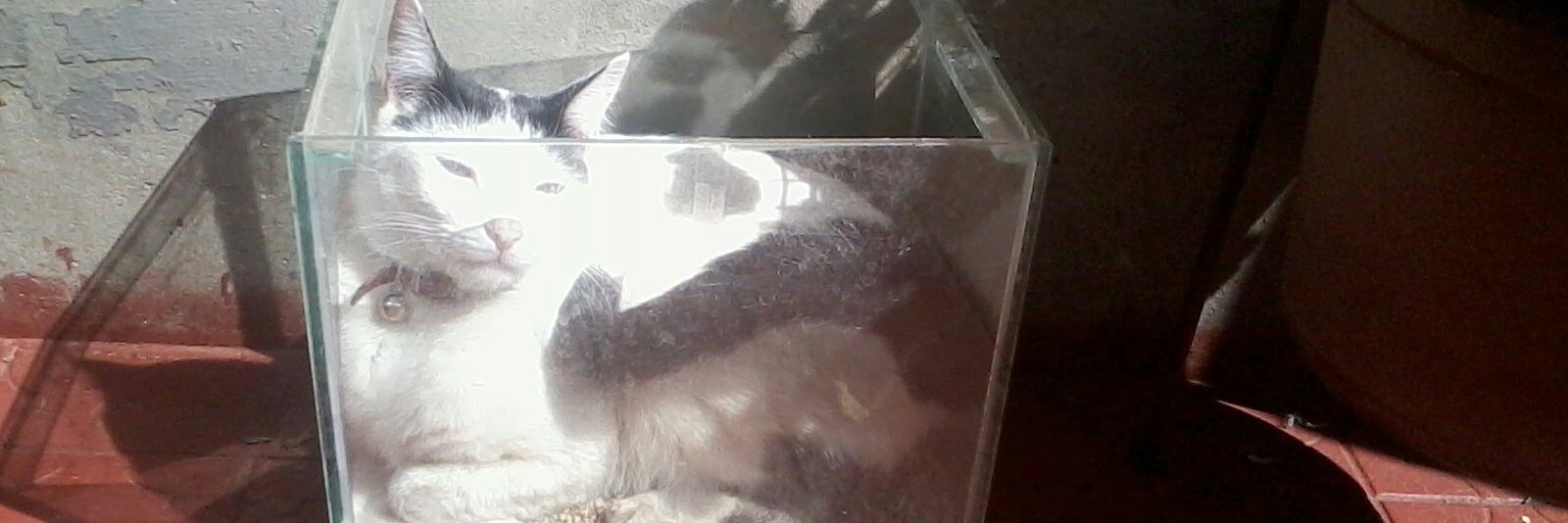 Patricio Hernández banner