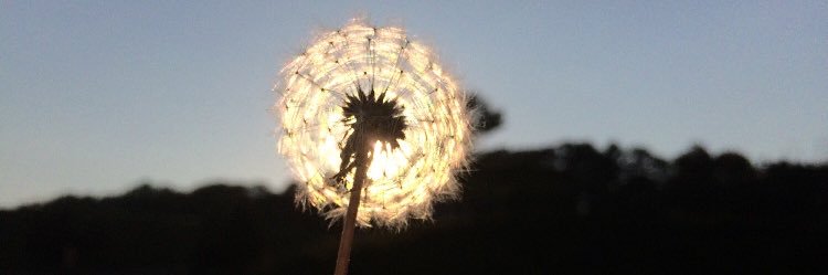 _mollyk_'s profile banner image
