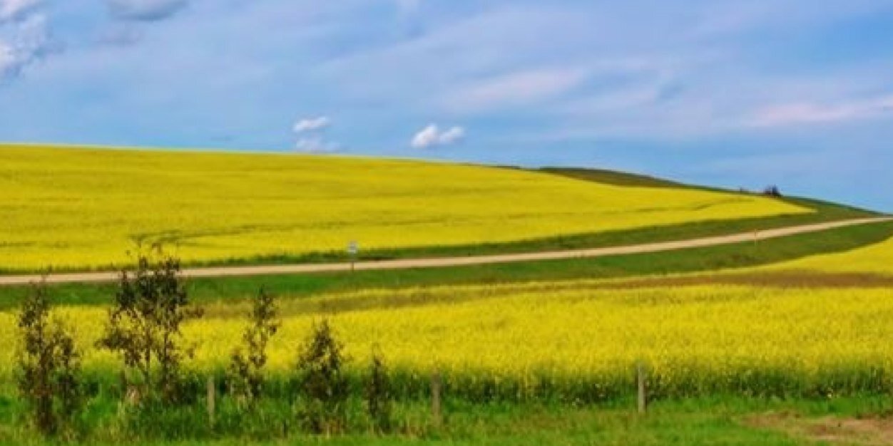 CanolaB's profile banner image