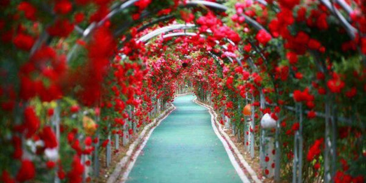 LuzMAlvarezS 🌼🌼🌼's banner