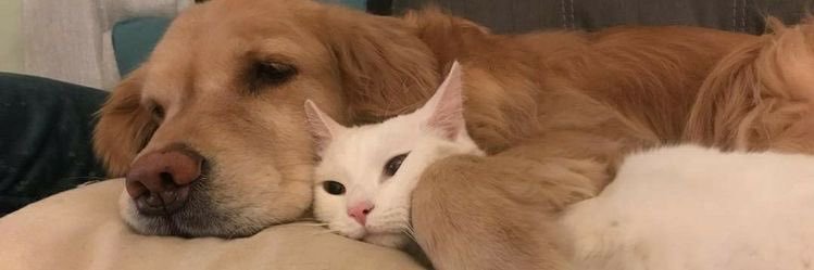 cyrus 🐶 banner