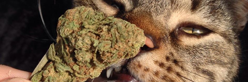 DrugChild96's profile banner image