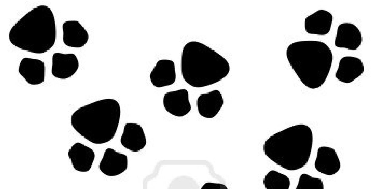 Thedailyruff's profile banner image