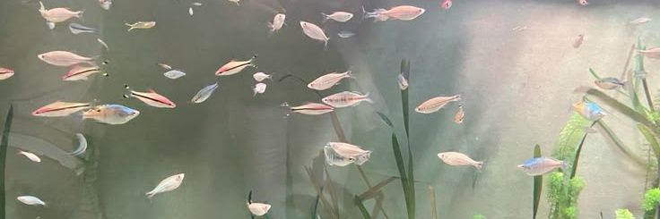 croissantntea's profile banner image