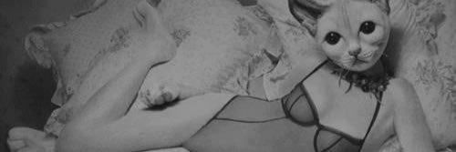CandyCatxx's profile banner image