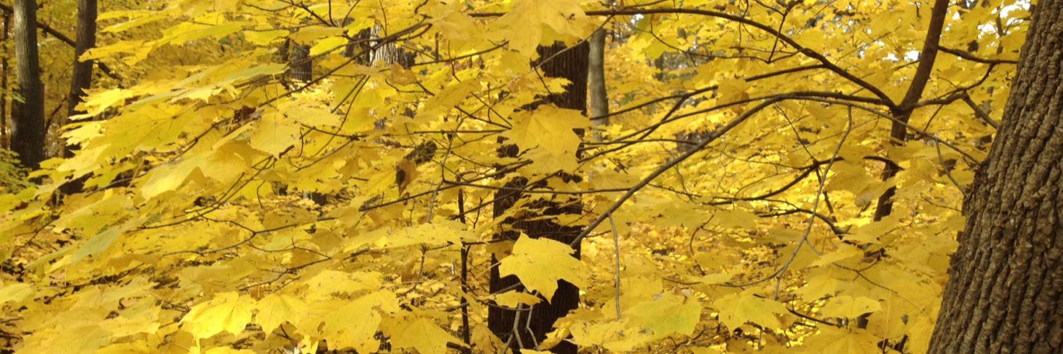 chiphardesty83's profile banner image