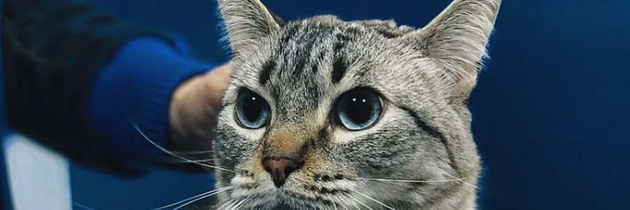 _catdr's profile banner image