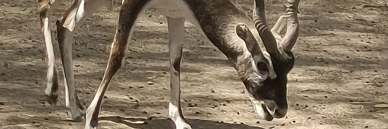 🔆🌻🪔 banner