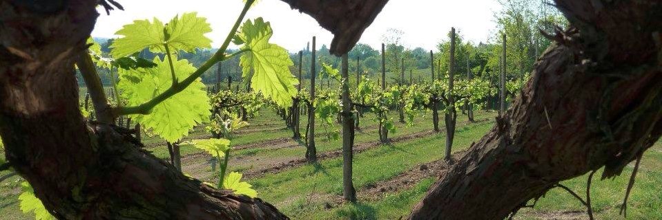 SCMWineTasters's profile banner image