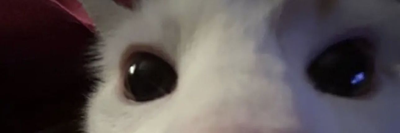 mimimamomomimimimimamomo AAAGAHSGWIDHJQVDEWIUWI banner