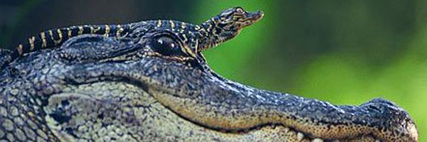 TGeorgeMD Profile Banner