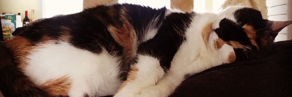 thepitilesswave Profile Banner