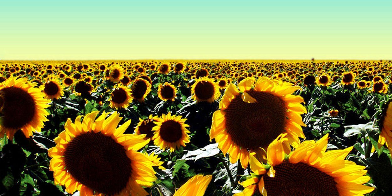Martha33C's profile banner image