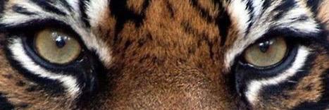 WTFBengalan's profile banner image