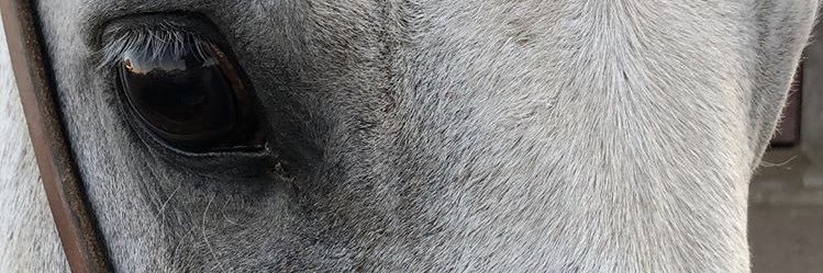 Fer_Mary17's profile banner image