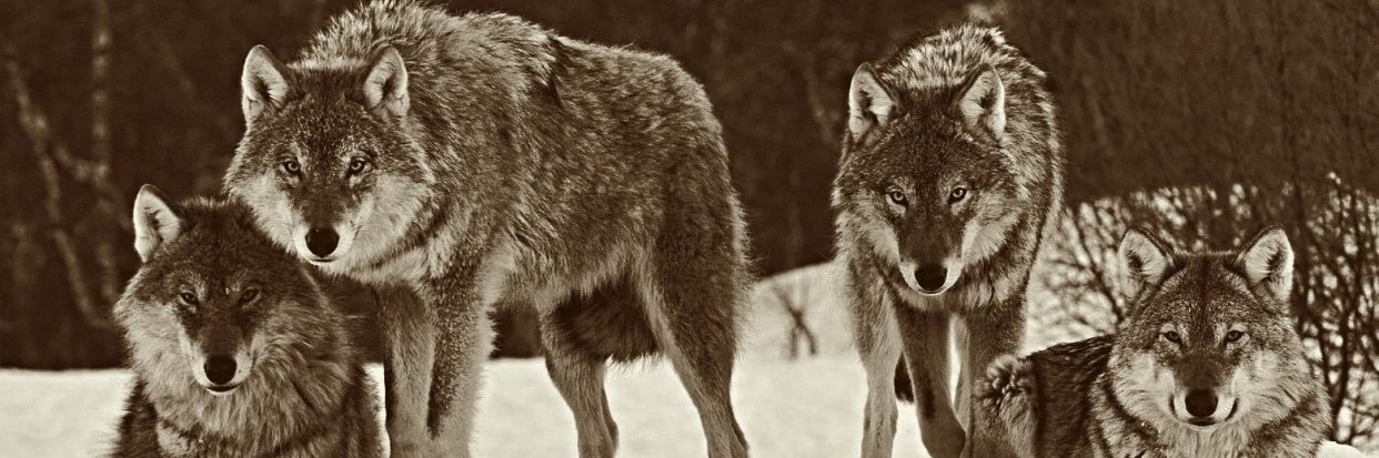 NikolasNou23's profile banner image